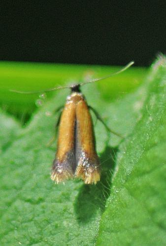 Coptotriche marginea